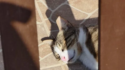 Cute stray cat in the garden Video stock 246547592