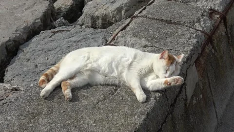 Cute stray cat licking its paw and grooming on a seawall Stock-Footage 342392172