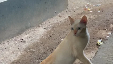 Cute stray cat looking around outdoors 스톡 동영상 341897860