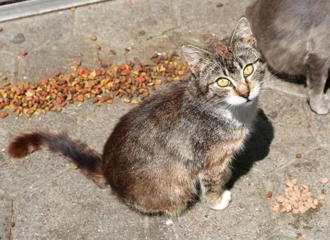 Cute stray cat 스톡 사진