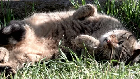 Cute stray cat resting on the grass Stock Footage 157774224