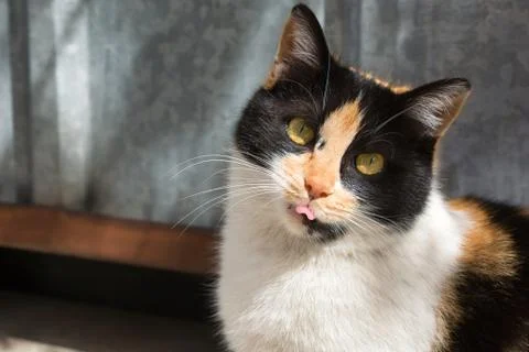 Cute stray cat showing her tongue Stock Photos