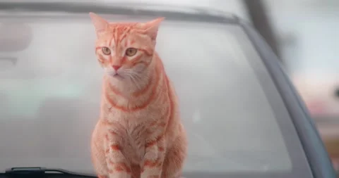 Cute stray cat sitting on the random car and  watching people passing Stock Footage 143974204