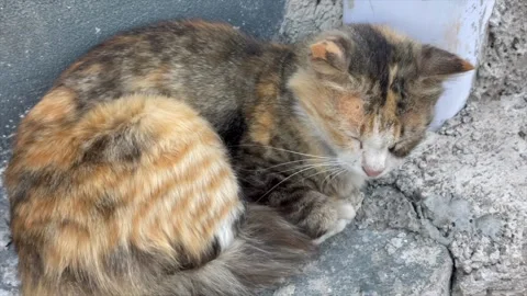 Cute stray cat sleeping peacefully on the ground outdoors Stockbeeldmateriaal 343173639
