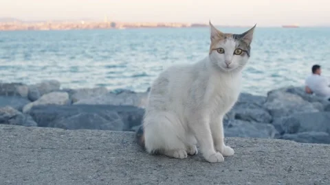 A cute stray cat standing on a stone, looking around Stock Footage 221169640