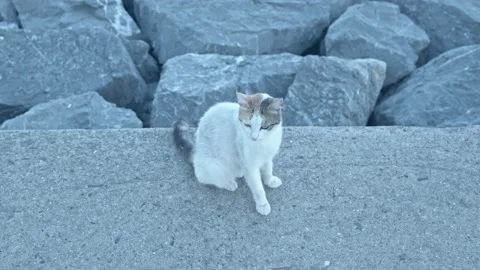A cute stray cat standing on a stone, looking around. Stock Footage 221170092