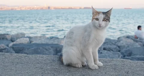 A cute stray cat standing on a stone, looking around. Stock Footage 245428229