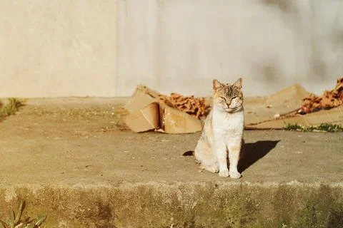 Cute stray cat in the sunlight Stock Photos