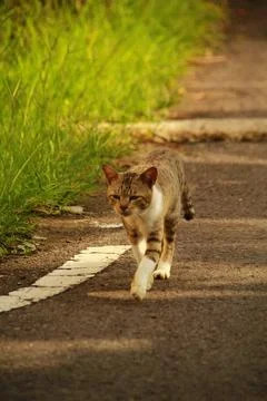 Cute Stray Cat Walking Stock Photos