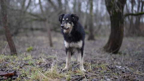 Cute stray dog in forest, mongrel hunting dog, human-canine bond Stock Footage 167680367