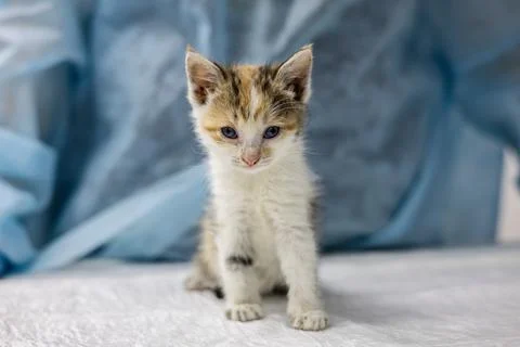 A cute stray kitten gets checked at a veterinary clinic. The little kitten sits Stock Photos