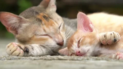 Cute Stray Kitten Held by Its Mother While Sleeping 스톡 동영상 263790358