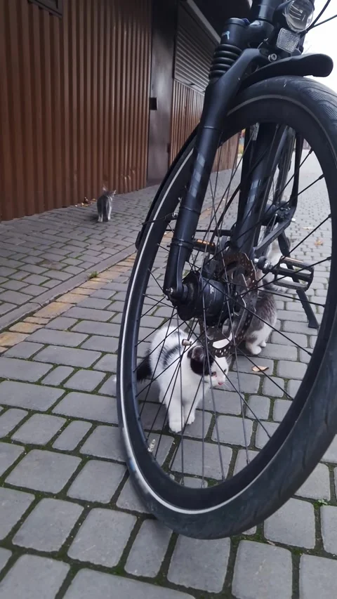 Cute Stray Kittens Playing Around a Parked Bicycle Wheel Stock Footage 325217605