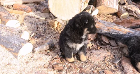 Cute Stray Puppy Stock-Footage 104197982