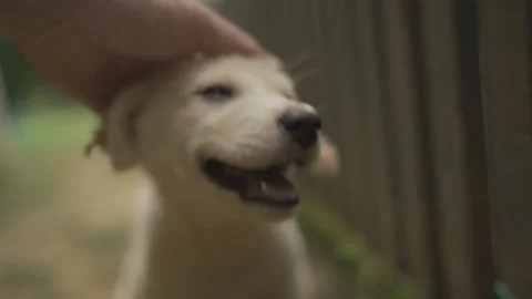 Cute Stray Puppy Stock Footage 158354252