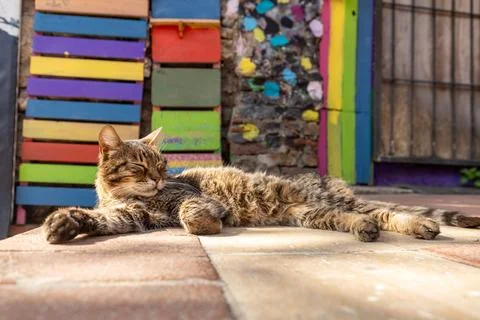 Cute stray tabby cat sleeping in the sun against a colorful rainbow  Stock Photos