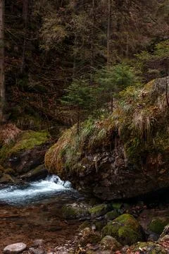 Cute stream in a dark dense forest with small waterfalls among stones Stock Photos
