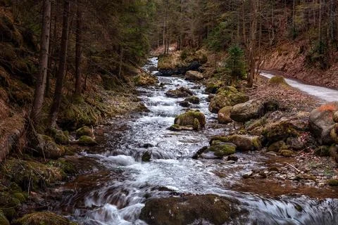 Cute stream in a dark dense forest with small waterfalls among stones Stock Photos