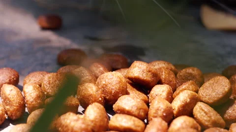 Cute street cat eats dry cat food in the yard. 4K Macro Stock Footage 155270536