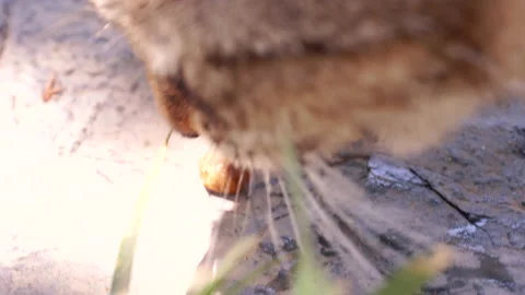 Cute street cat eats dry cat food in the yard. 4K Macro Stock Footage 155283590