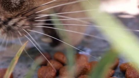 Cute street cat eats dry cat food in the yard. 4K Macro Stock Footage 155284169