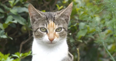 Cute Street Cat Looking at the Camera Stock Footage 332492914