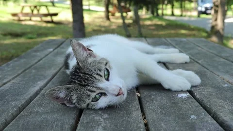 Cute street cat on the table, save street animals, save street cats Stock Footage 134274757