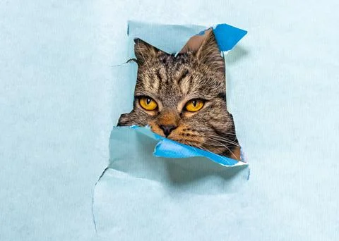 Cute striped cat looking through torn hole in blue paper background. Close up Stock Photos