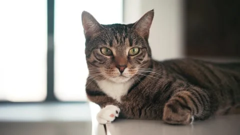A cute striped cat lying on the shelf and looking at the camera. Stock Footage 149463038