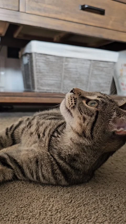 Cute striped kitten face looking up excitedly close-up vertical video Stock Footage 335602169