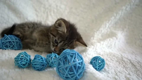 Cute striped kitten is playing Stock Footage 196541605