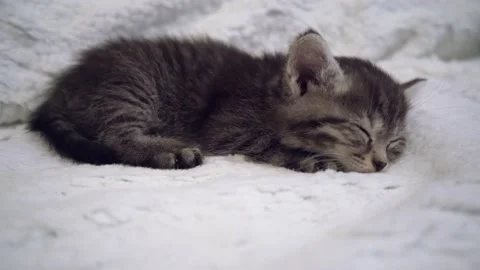 Cute striped kitten is sleeping Stock Footage 192870652