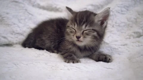 Cute striped kitten is sleeping Stock Footage 196221079