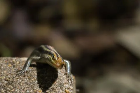 Cute, striped lizard looking inquisitive with copy space Stock Photos