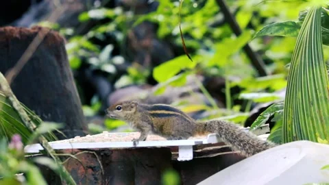 Cute striped palm squirrel eating rice on a feeder in a lush green garden Stock Footage 329235440