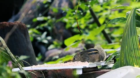 Cute striped palm squirrel eating rice on a feeder in a lush green garden 스톡 동영상 329235543