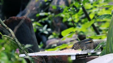 Cute striped palm squirrel eating rice on a feeder in a lush green garden Stockbeeldmateriaal 329267563