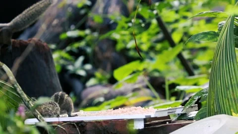 Cute striped palm squirrel eating rice on a feeder in a lush green garden 스톡 동영상 329267595