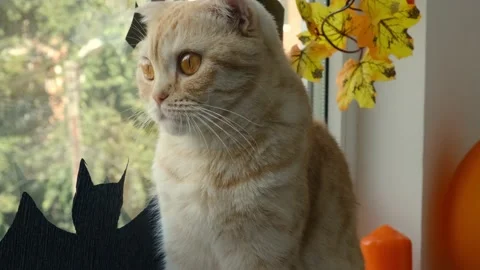 Cute striped red cat breed Scottish fold looks out the window. Room is decorated Stock Footage 161096041