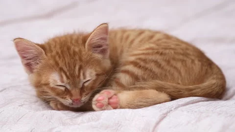 Cute striped red ginger kitten sleeping curled up in ball on light pink blanket Stock Footage 264750526