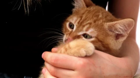 Cute striped red ginger kitten sitting in kid girl's arms and biting her finger Stock Footage 265244552