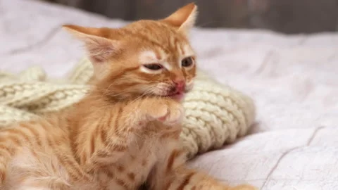 Cute striped red ginger kitten licking itself on bed Stock Footage 268428305