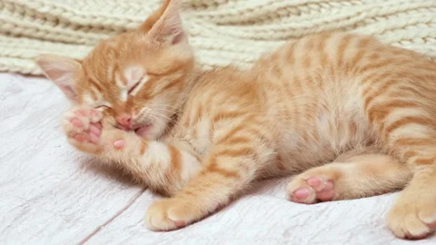 Cute striped red ginger kitten licking itself at home Video stock 301892905