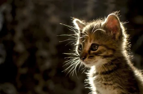 Cute striped small kitten in the backlight Stock Photos