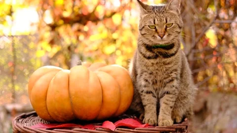 Cute stripped grey cat sitting and looking around near ripe orange ginger Stock Footage 207673161