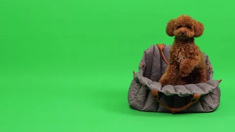 Cute studio shot of curled small poodle on plush bedding Stock Footage 327609317