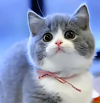 Cute style cat Stock Photos