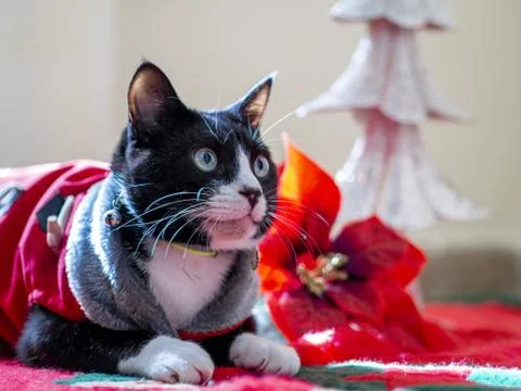 Cute stylish black-and-white cat dressed up for Christmas Stock Photos