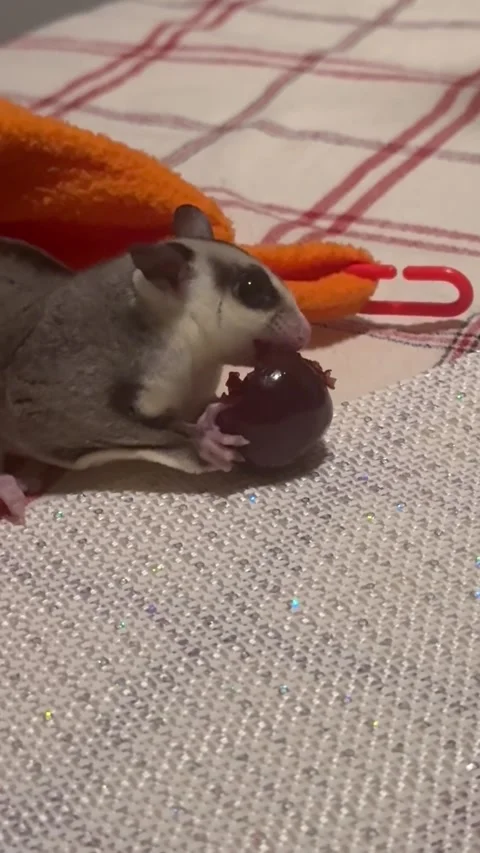 Cute sugar glider eats cherry. Pet sugar glider. Exotic marsupial pet Stock Footage 299193760
