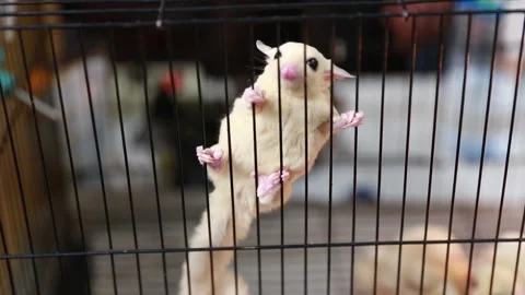 Cute sugar glider hanging in the cage Stock Footage 265934880